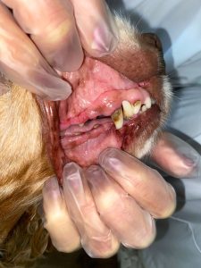 Tandsteen hond